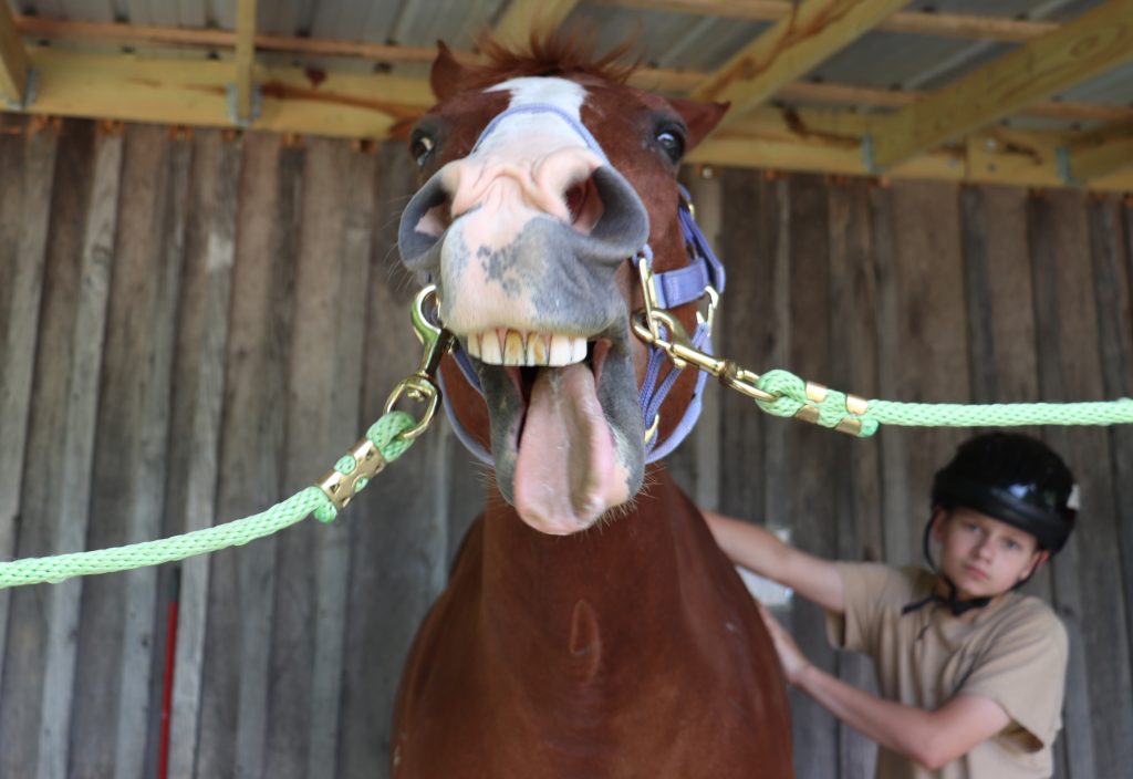 Sadie getting groomed by a camper while having a big yawn.
Photo by Kennedy Gayheart/Paul Laurence Dunbar High School